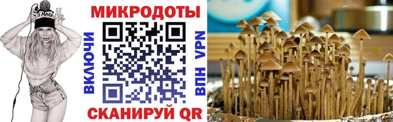 Псилоцибиновые грибы Psilocybe  Новочебоксарск 